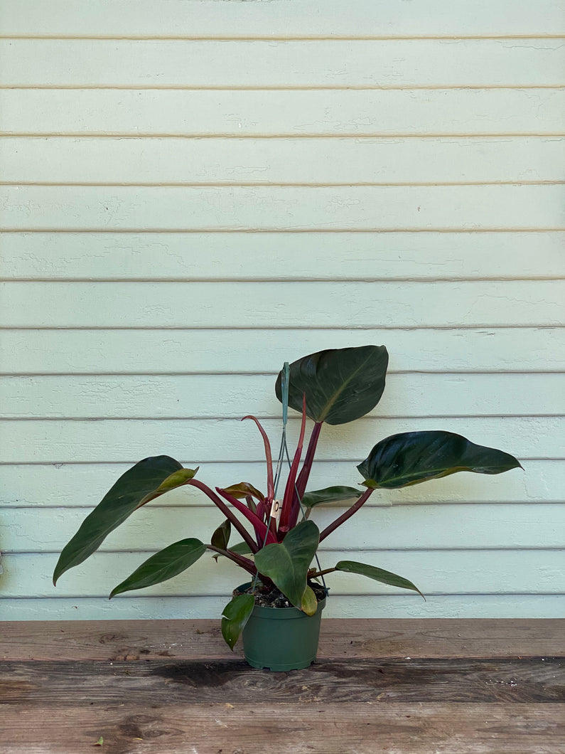 Philodendron Congo - Rojo - Mickey Hargitay Plants