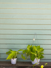 Load image into Gallery viewer, Neon Pothos - Mickey Hargitay Plants