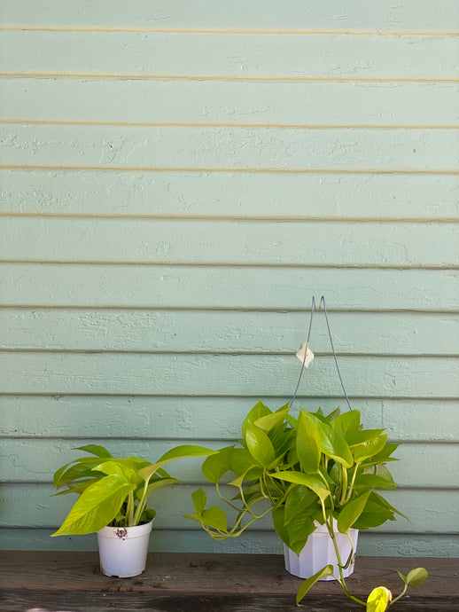 Neon Pothos - Mickey Hargitay Plants