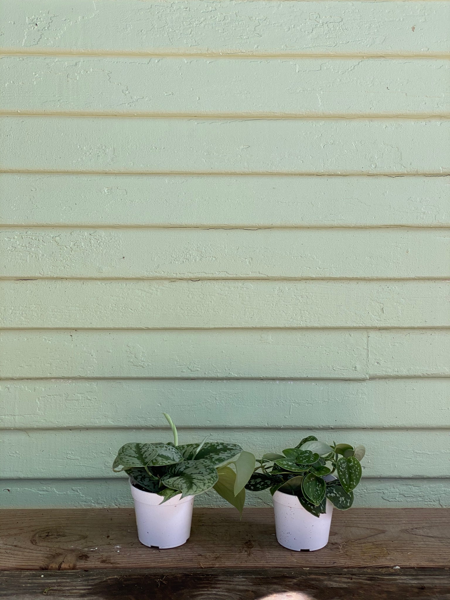 silver splash pothos for sale Scindapsus Pictus | Exotica