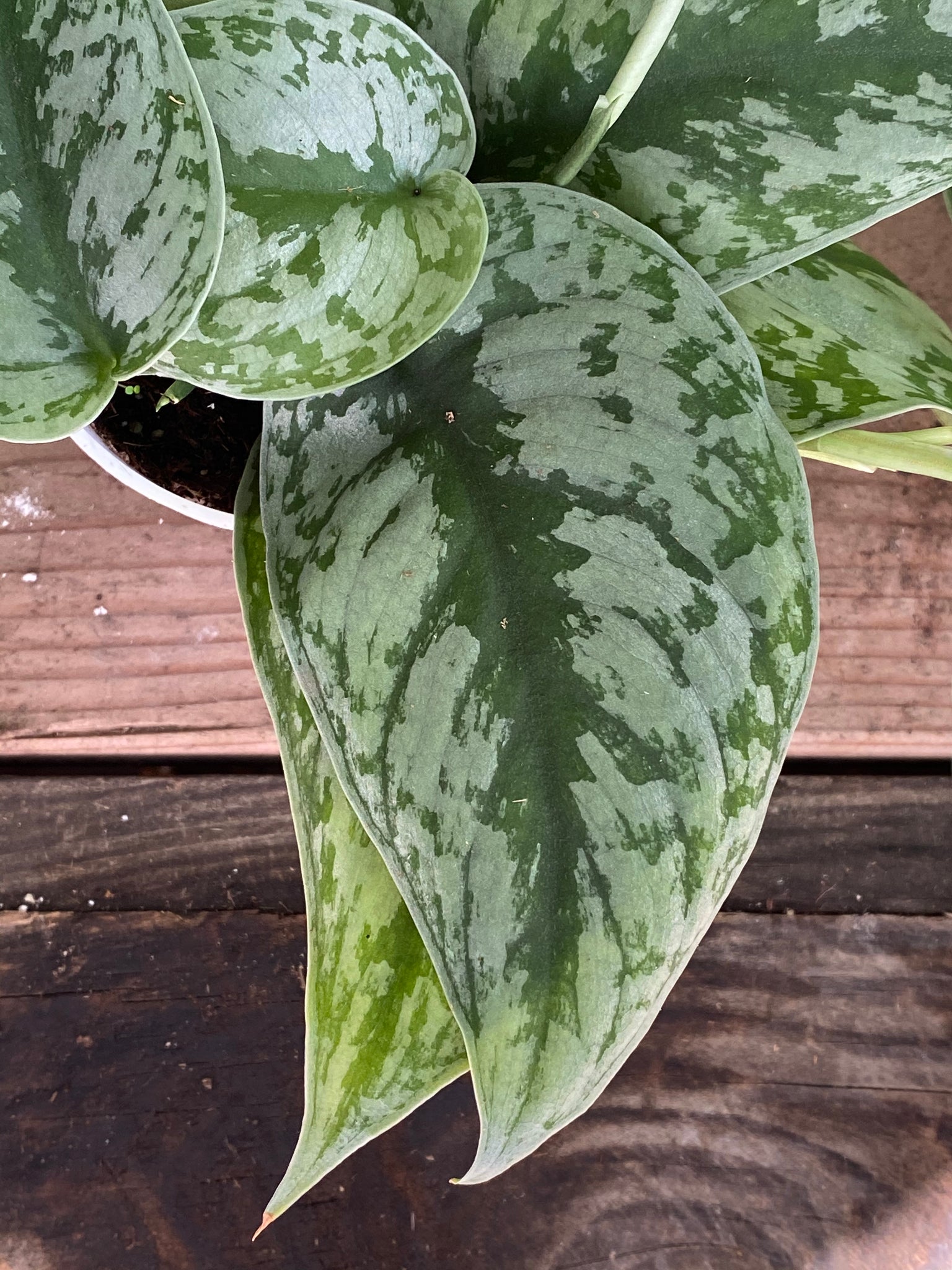 silver spotted pothos Scindapsus Pictus | Exotica