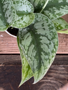 satin pothos silver splash Pothos 'Silver Splash' 6" Pot / Nursery