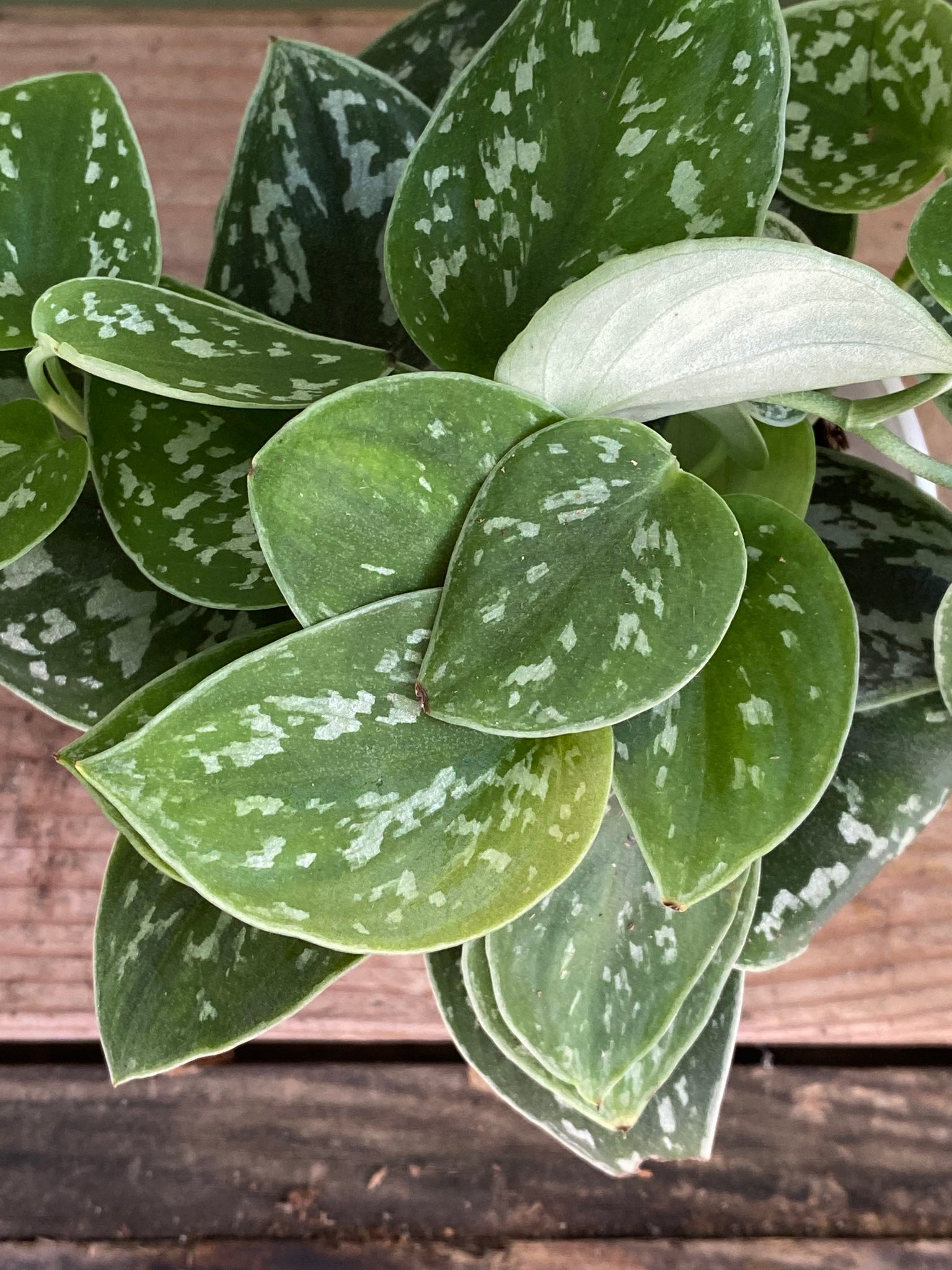 satin pothos argyraeus Scindapsus pictus Argyraeus, Satin Pothos
