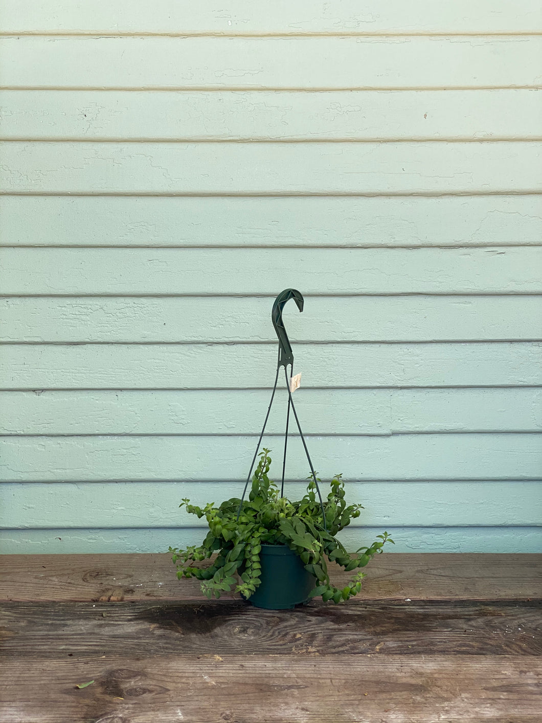 curly hanging plant Aeschynanthus radicans | Curly Lipstick