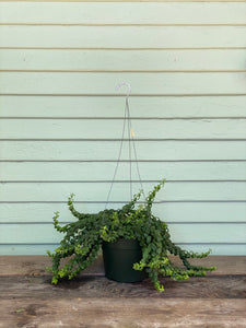 curly indoor plant Aeschynanthus radicans | Curly Lipstick
