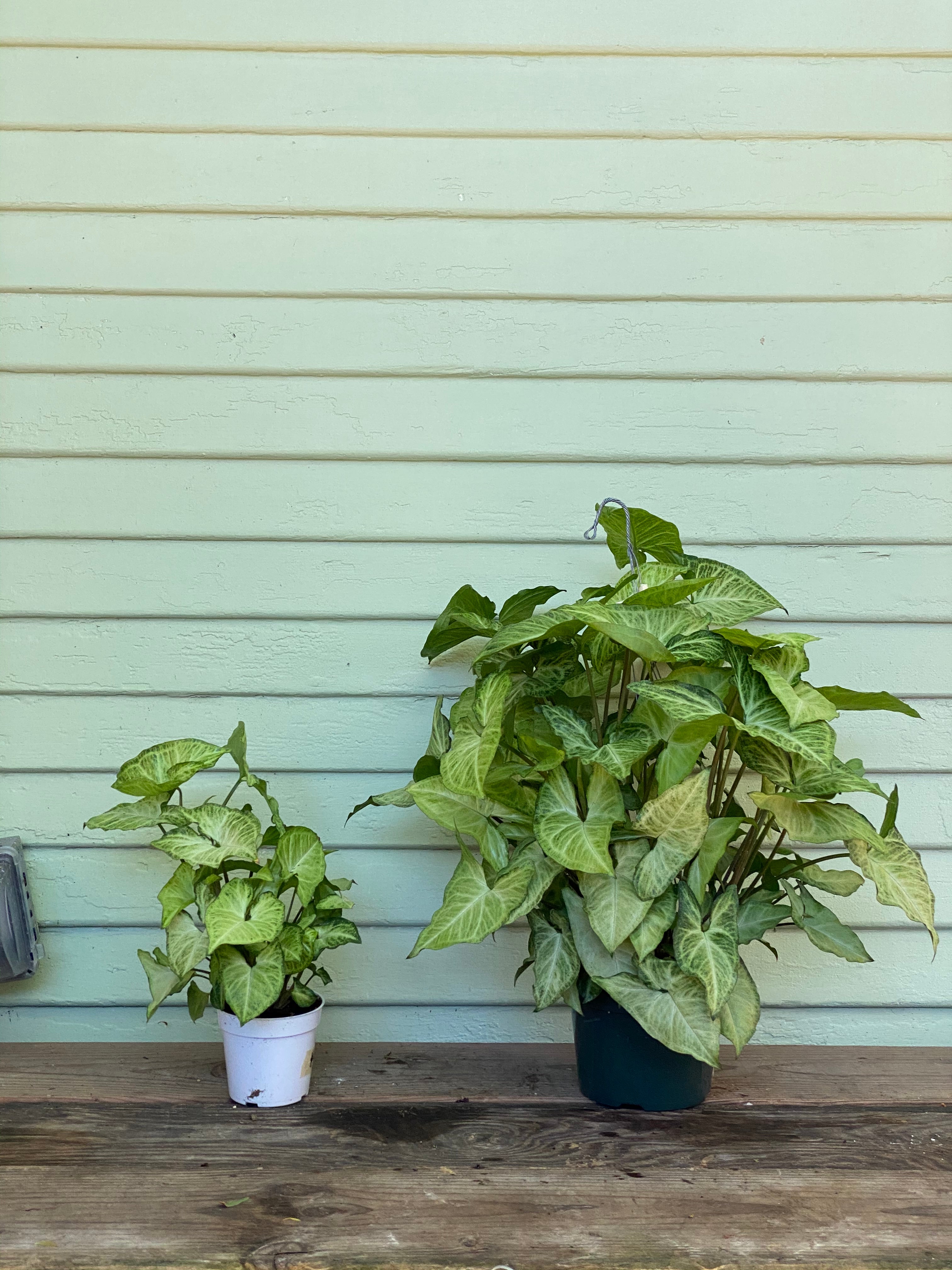 4 Rooted Syngonium Podophyllum ‘White Butterfly’ Arrowhead Plant Starters – Live Houseplant
