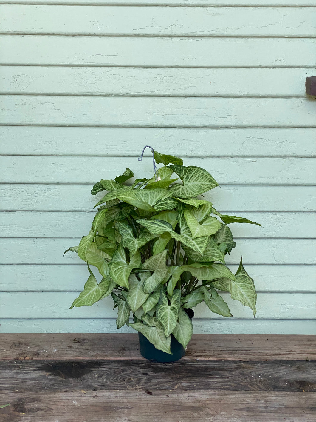 Syngonium - White Butterfly - Mickey Hargitay Plants
