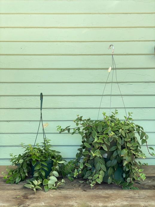 Lipstick Plant - Mickey Hargitay Plants