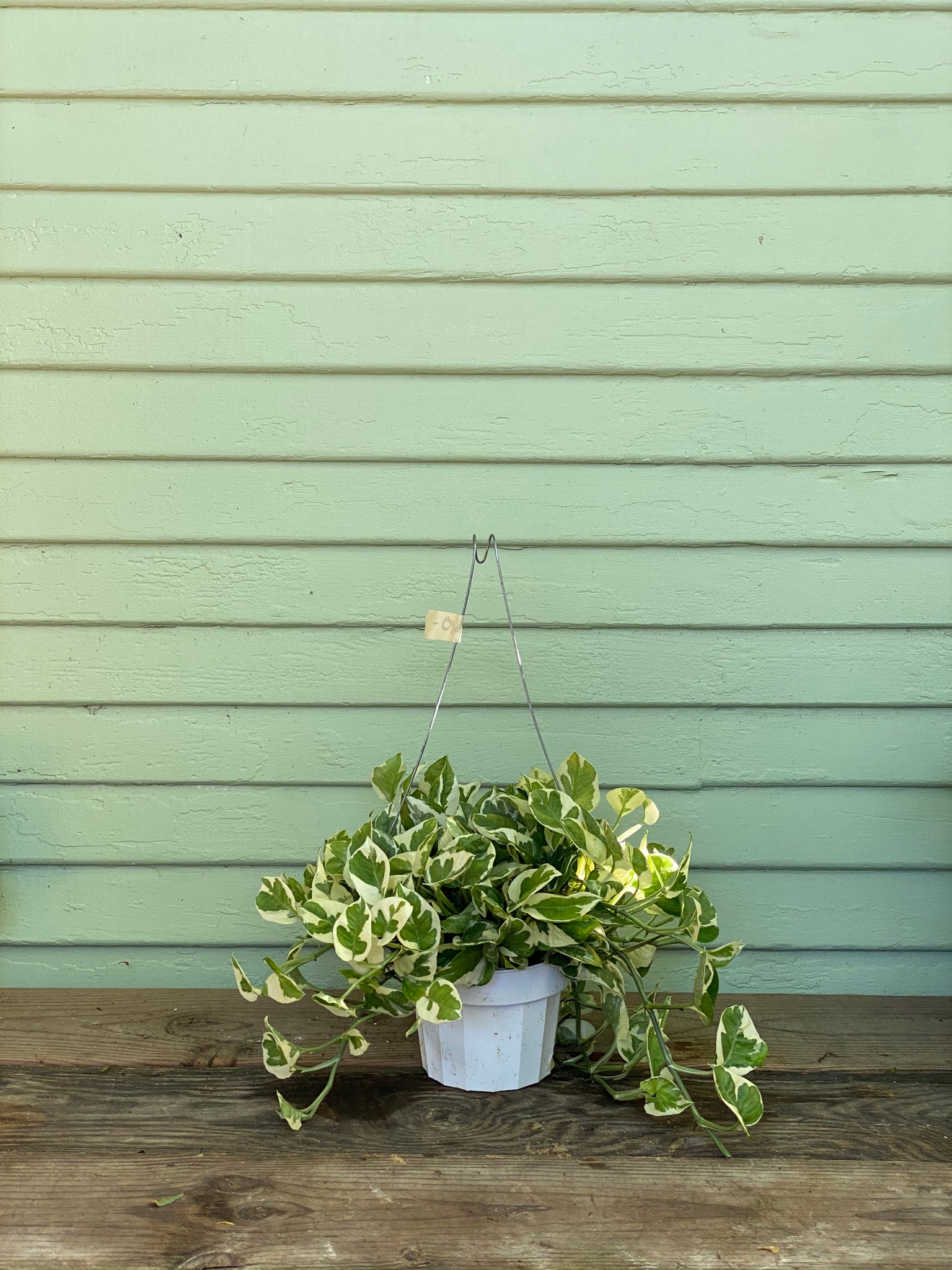 n joy pothos plant Epipremnum aureum