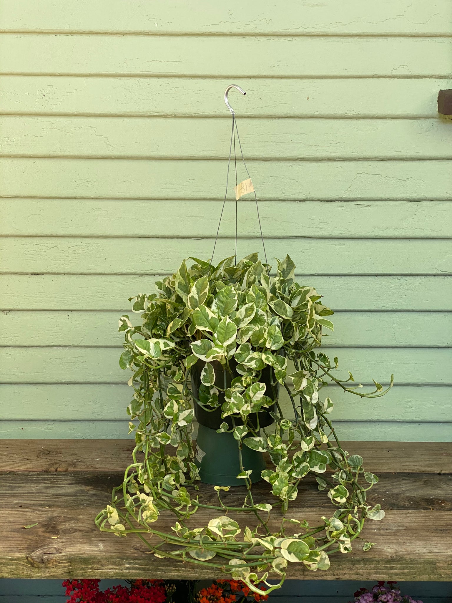 premium pothos plant Epipremnum aureum