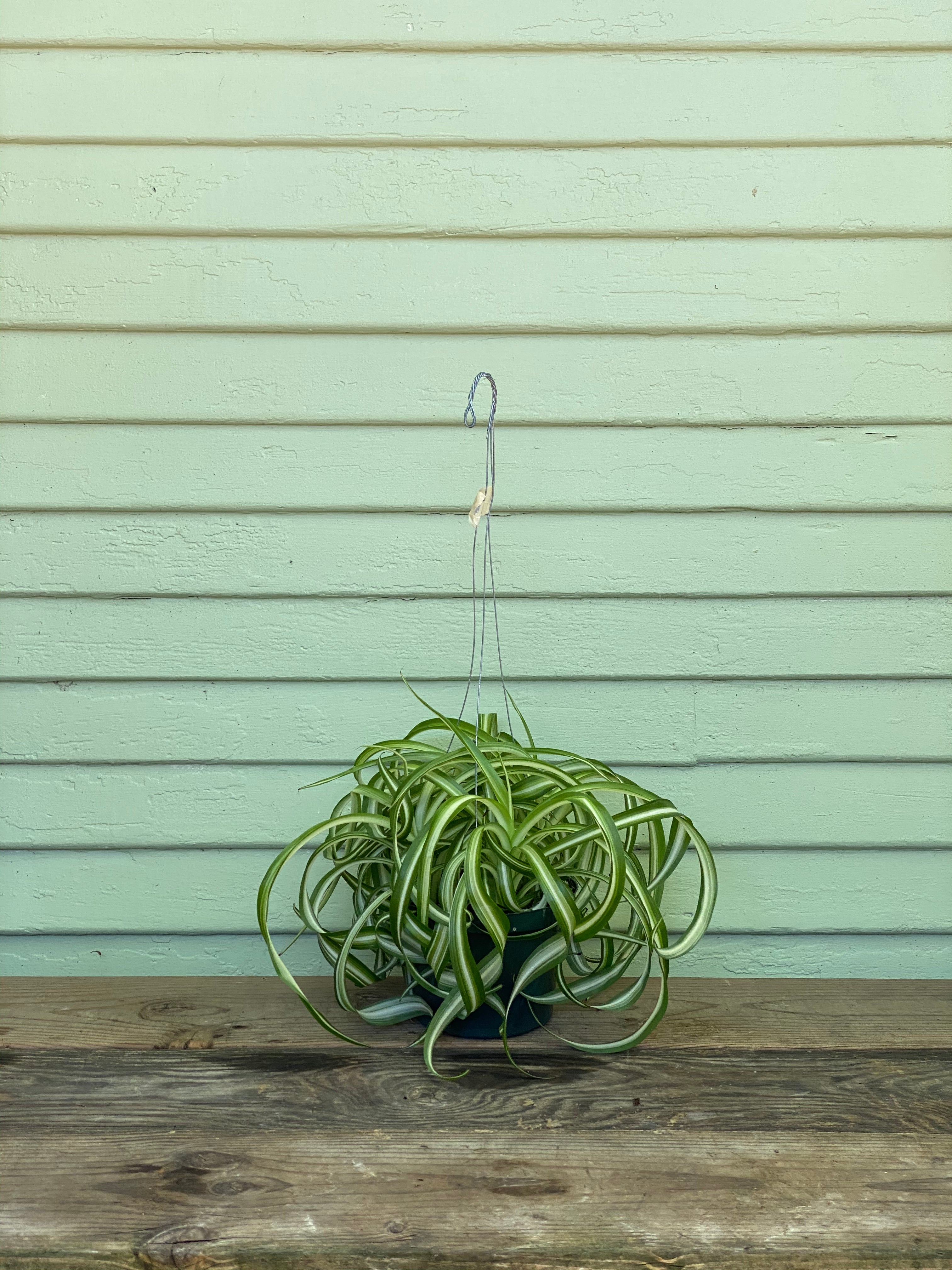 spider plant bonnie Curly Spider Plant