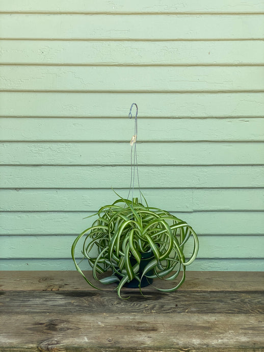 Curly Spider Plant - Bonnie - Mickey Hargitay Plants