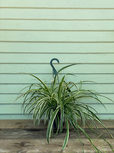 order pot plants Reverse Variegated Spider Plant