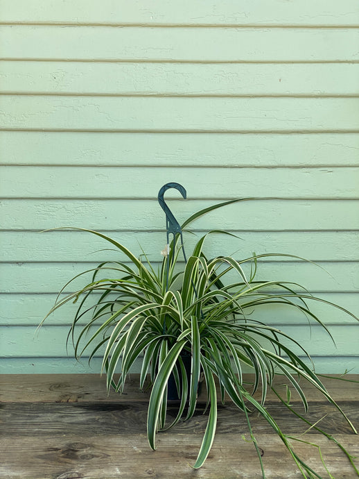 Reverse Variegated Spider Plant - Mickey Hargitay Plants