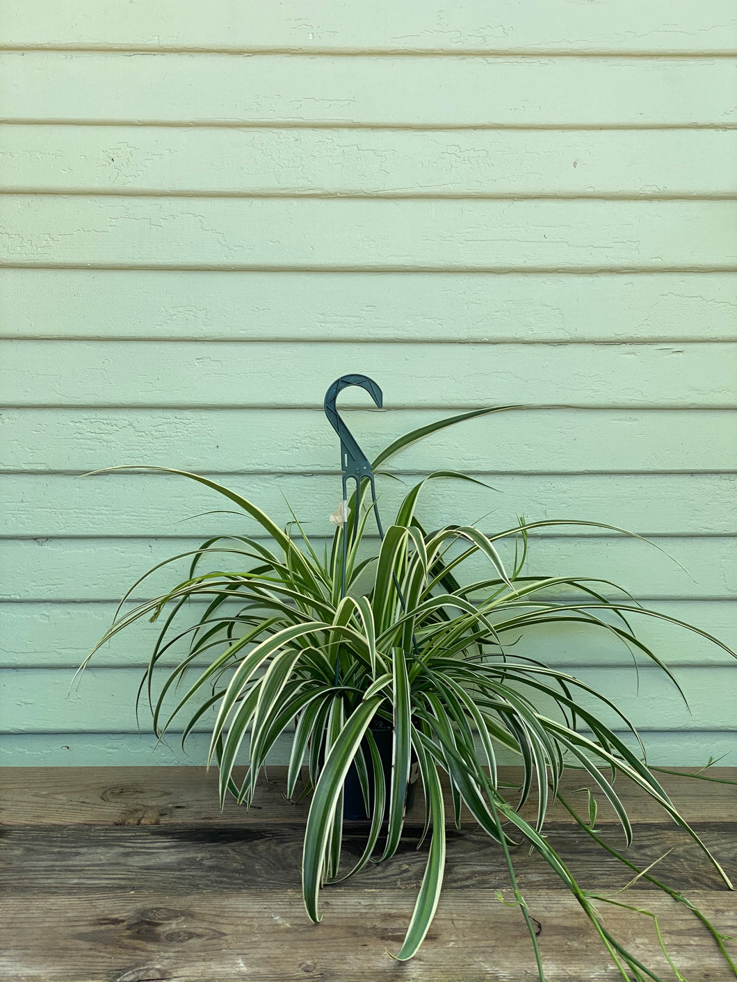 spider plant with white stripes Chlorophytum comosum | Reverse Variegated Spider Plant