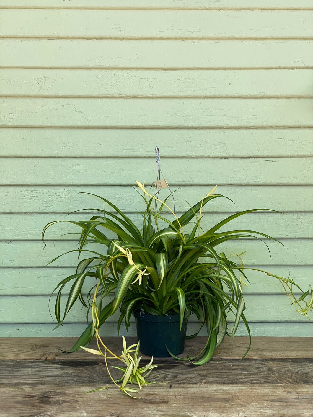 Chlorophytum comosum, Hawaiian Spider Plant
