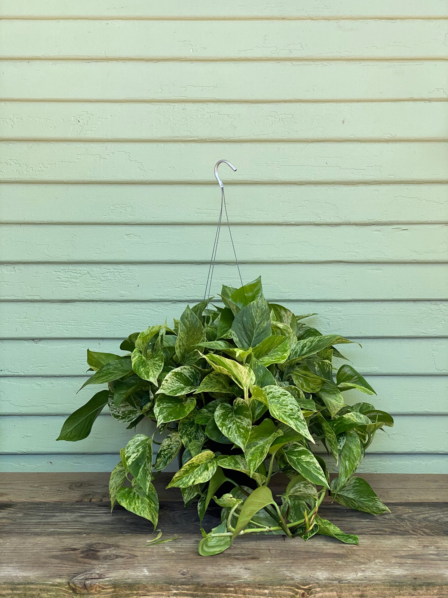 marble.queen pothos Epipremnum aureum | Marble Queen Pothos