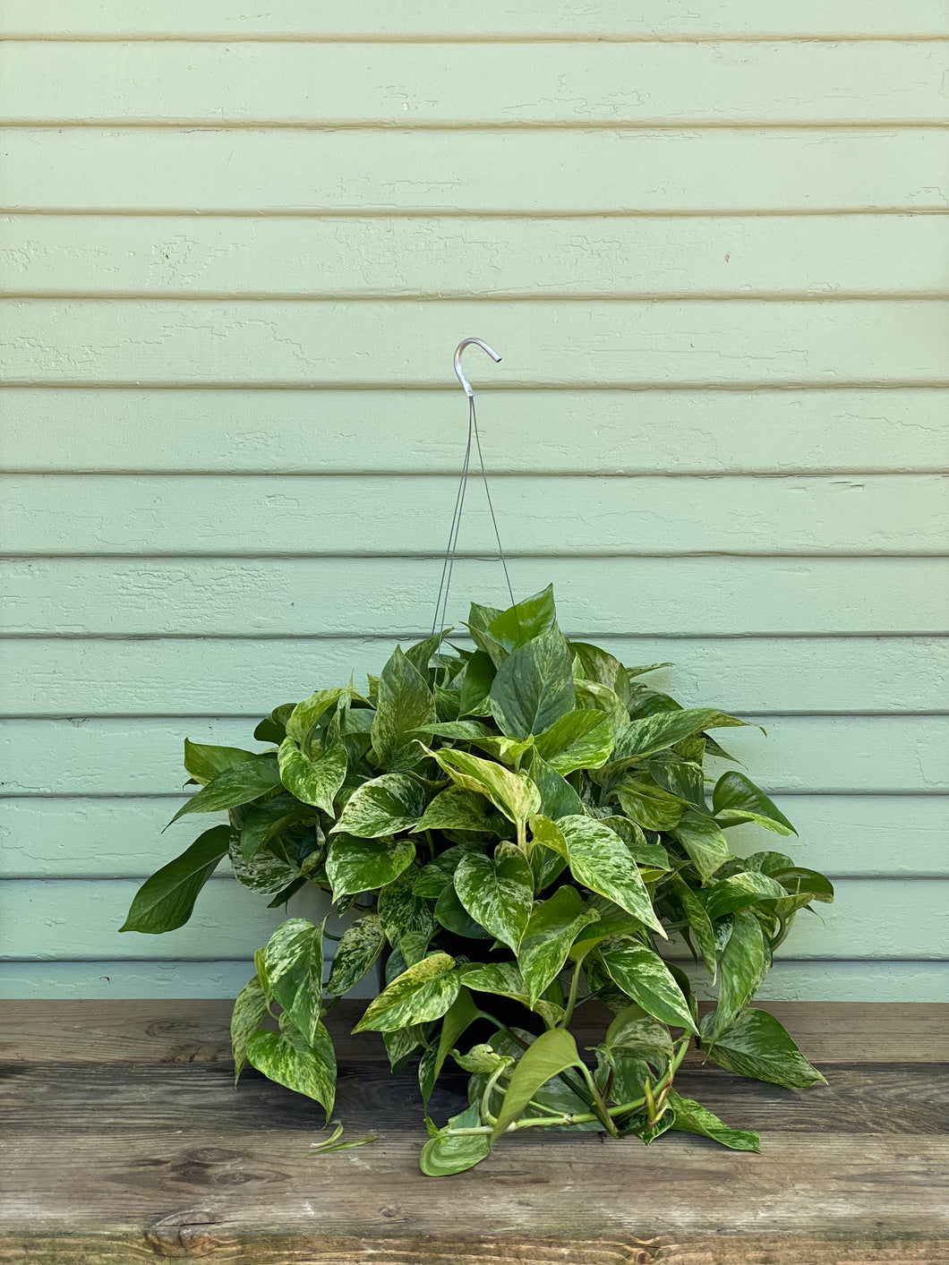 where to buy marble queen pothos Epipremnum aureum | Marble Queen Pothos