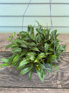 Hoya Lacunosa - Mickey Hargitay Plants