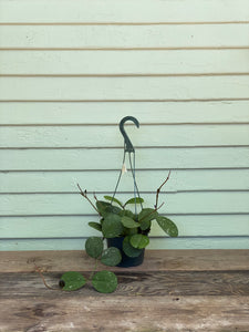 order pot plants Hoya Obovata