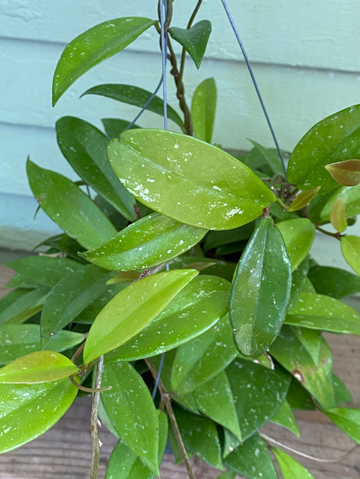 Hoya Pubicalyx - Mickey Hargitay Plants