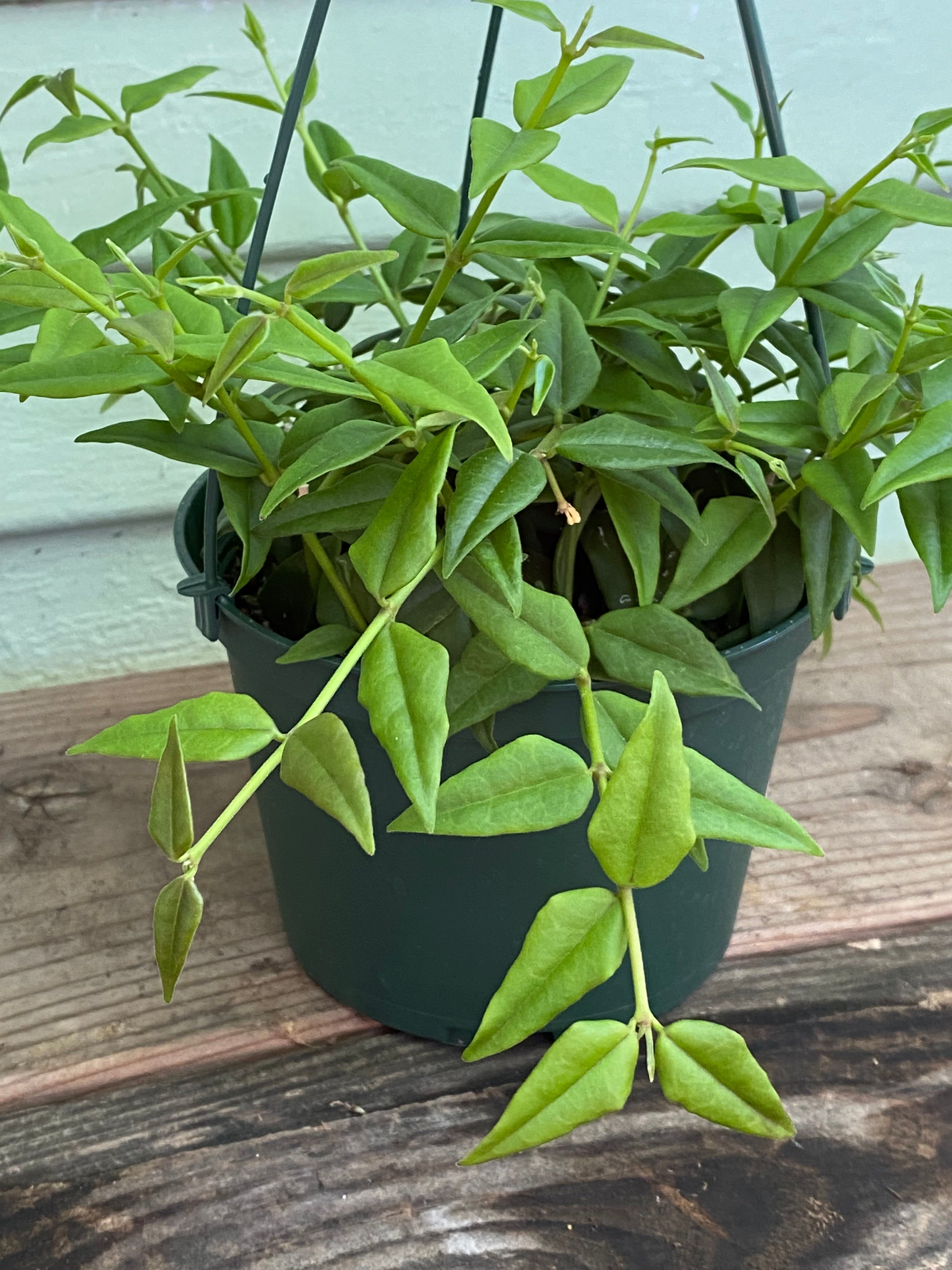 Hoya Bella | Plant | Mickey Hargitay Plants