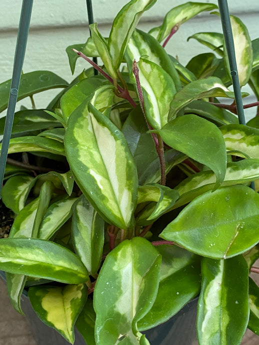 Hoya Krimson Princess - Mickey Hargitay Plants