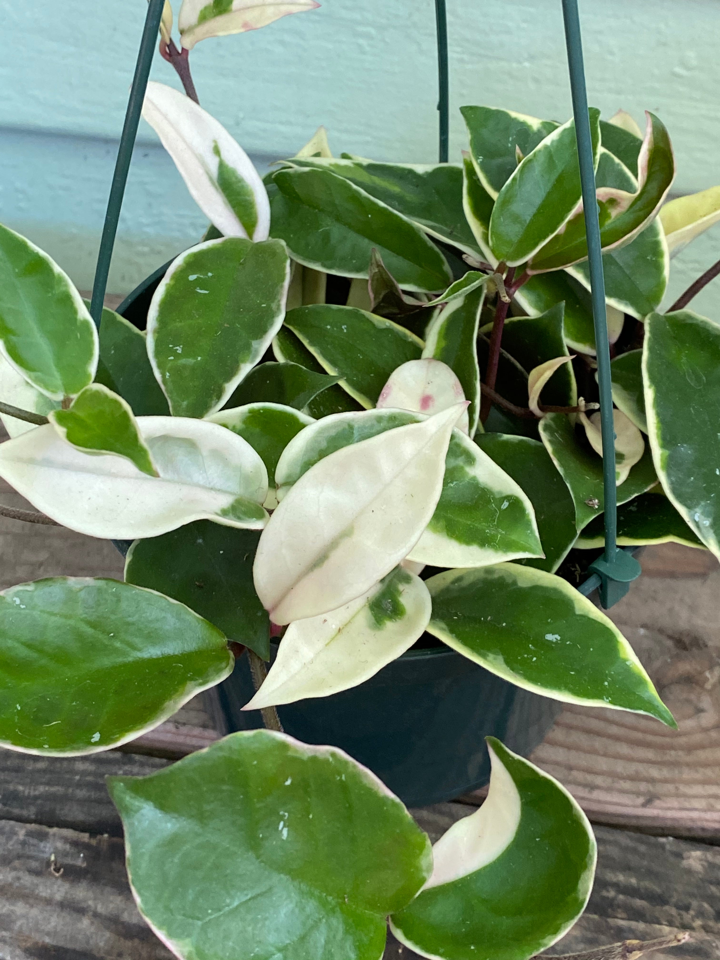 Hoya carnosa Krimson Queen | Wax Plant | Mickey Hargitay Plants