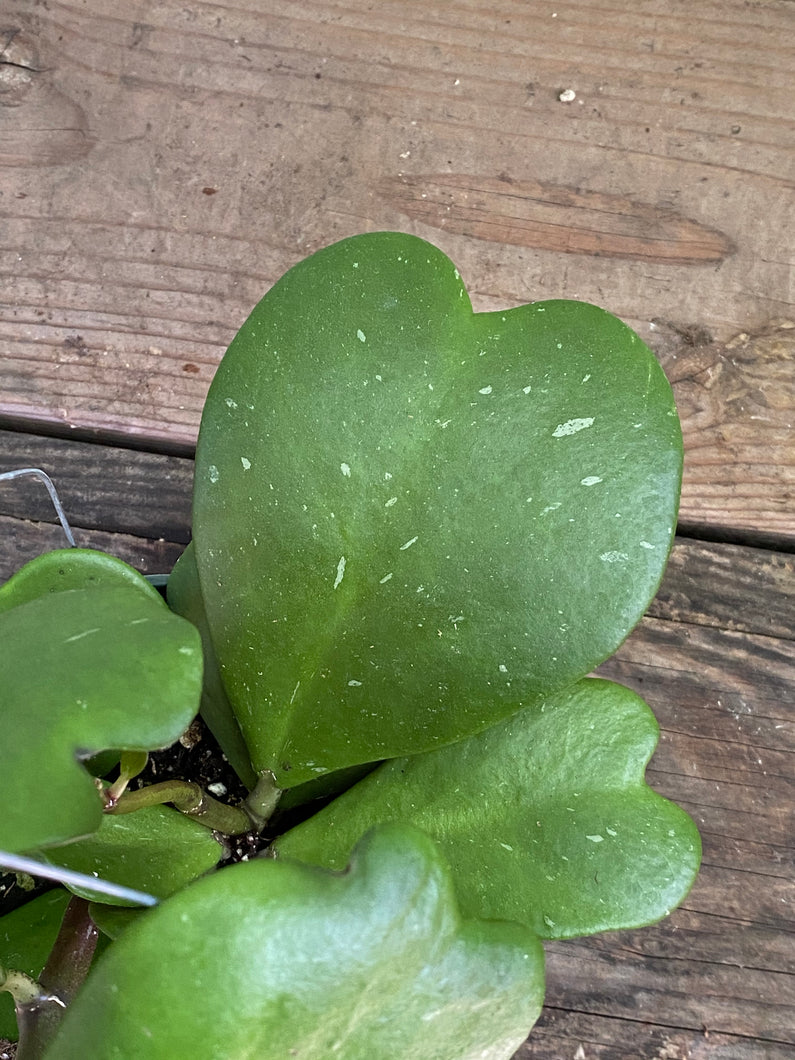Hoya Kerrii - Mickey Hargitay Plants
