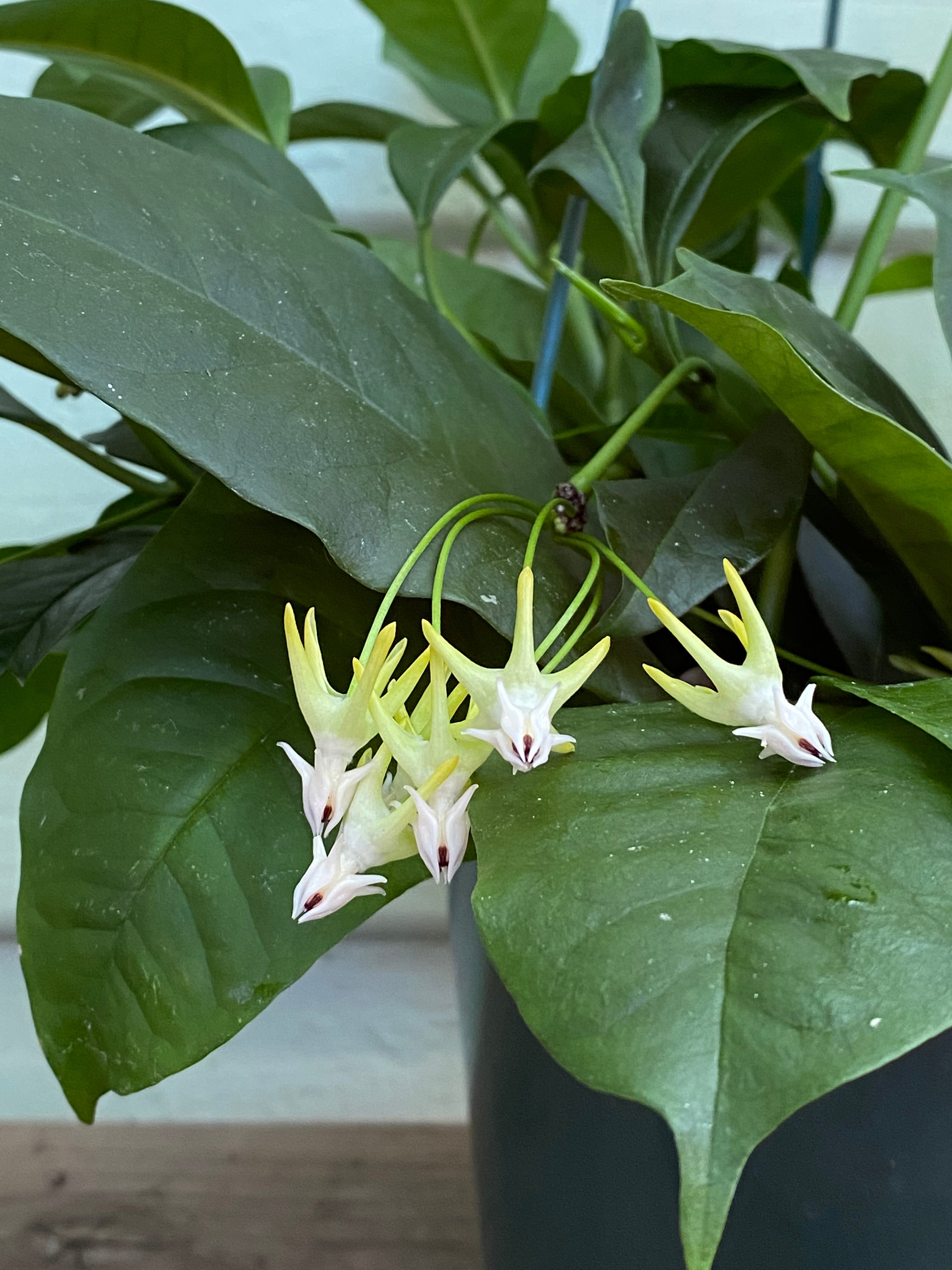 succulent shooting star Hoya Shooting Star | Wax Plant