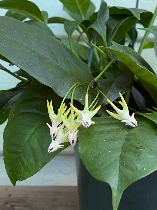 Hoya Shooting Star - Mickey Hargitay Plants