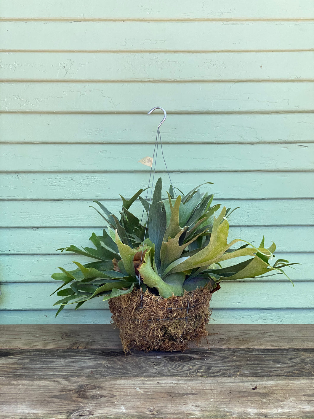 Staghorn Fern - Mickey Hargitay Plants