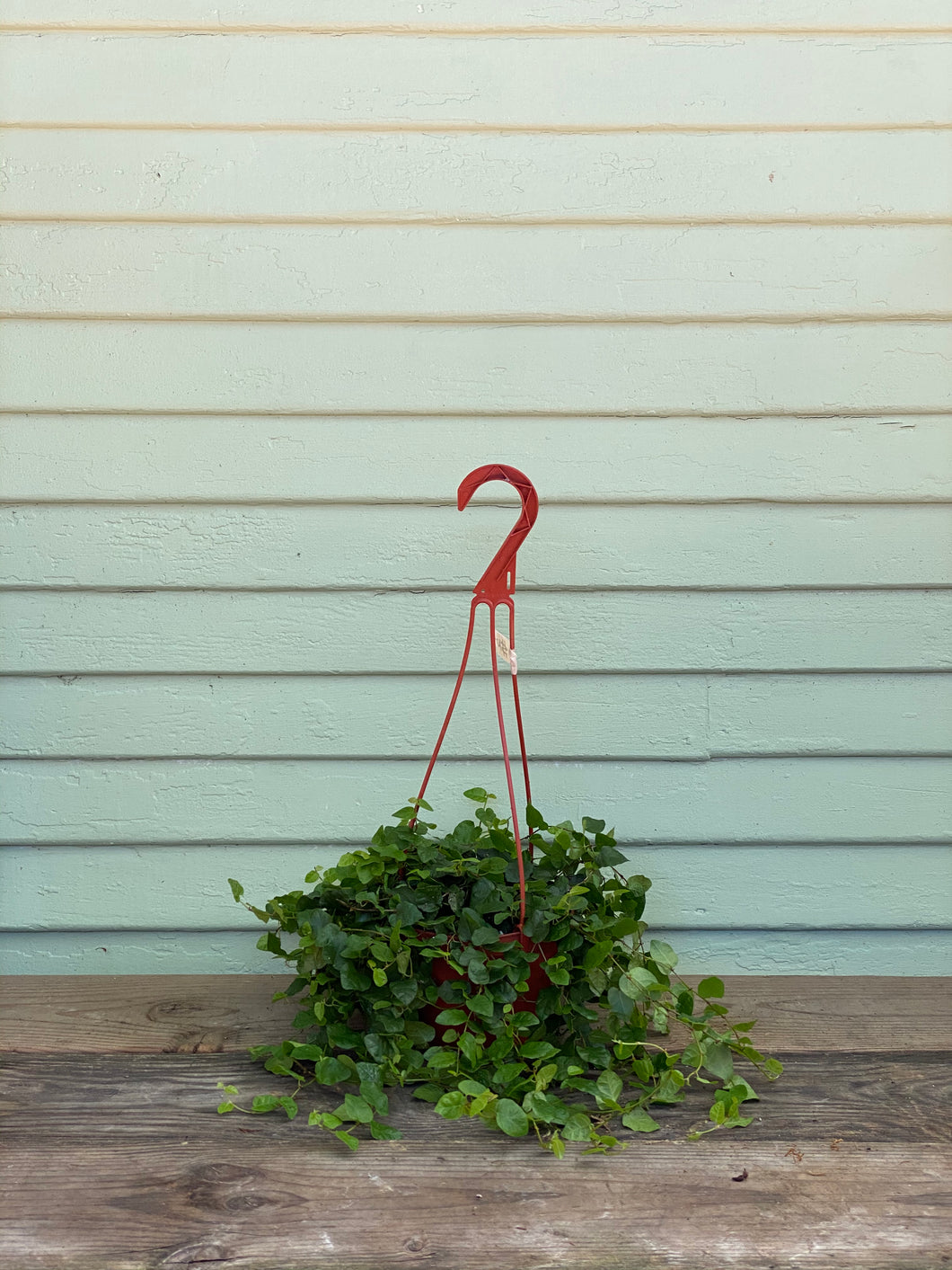 creeping fig hanging plant Creeping Fig