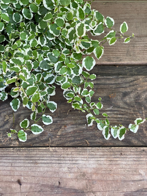 Creeping Fig - Variegated - Mickey Hargitay Plants