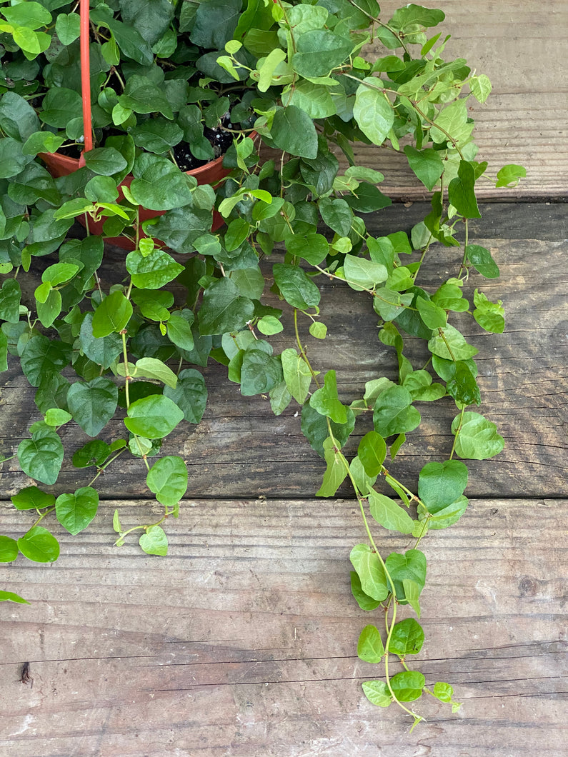 Creeping Fig - Green - Mickey Hargitay Plants