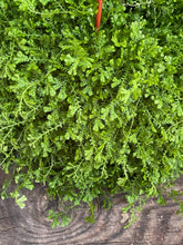 Load image into Gallery viewer, Selaginella kraussiana - Mickey Hargitay Plants