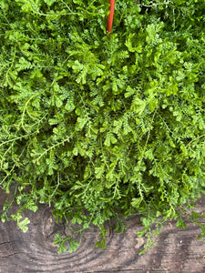 Selaginella kraussiana - Mickey Hargitay Plants