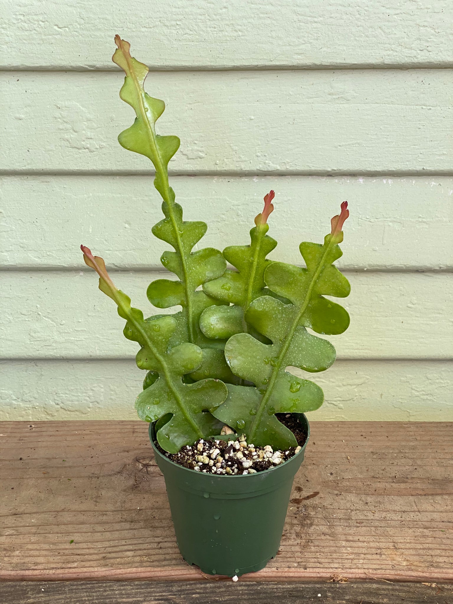 ric rac succulent Selaginella kraussiana - Spike Moss