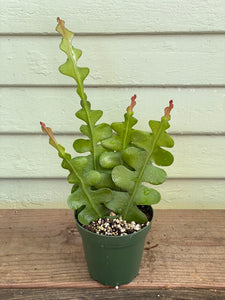 Ric Rac Cactus - Epiphyllum anguliger - Mickey Hargitay Plants