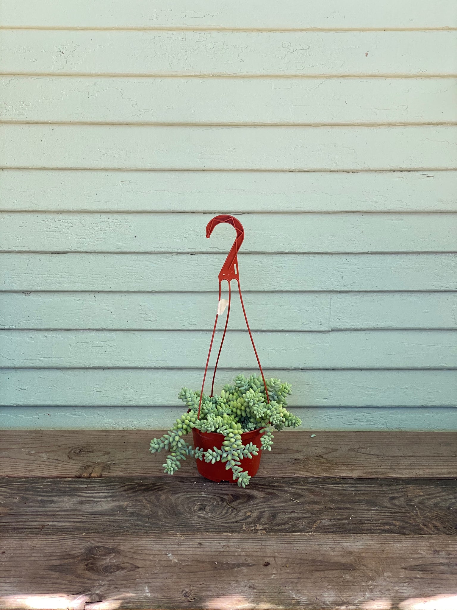 donkey succulent planter Sedum morganianum- Donkey's Tail Succulent