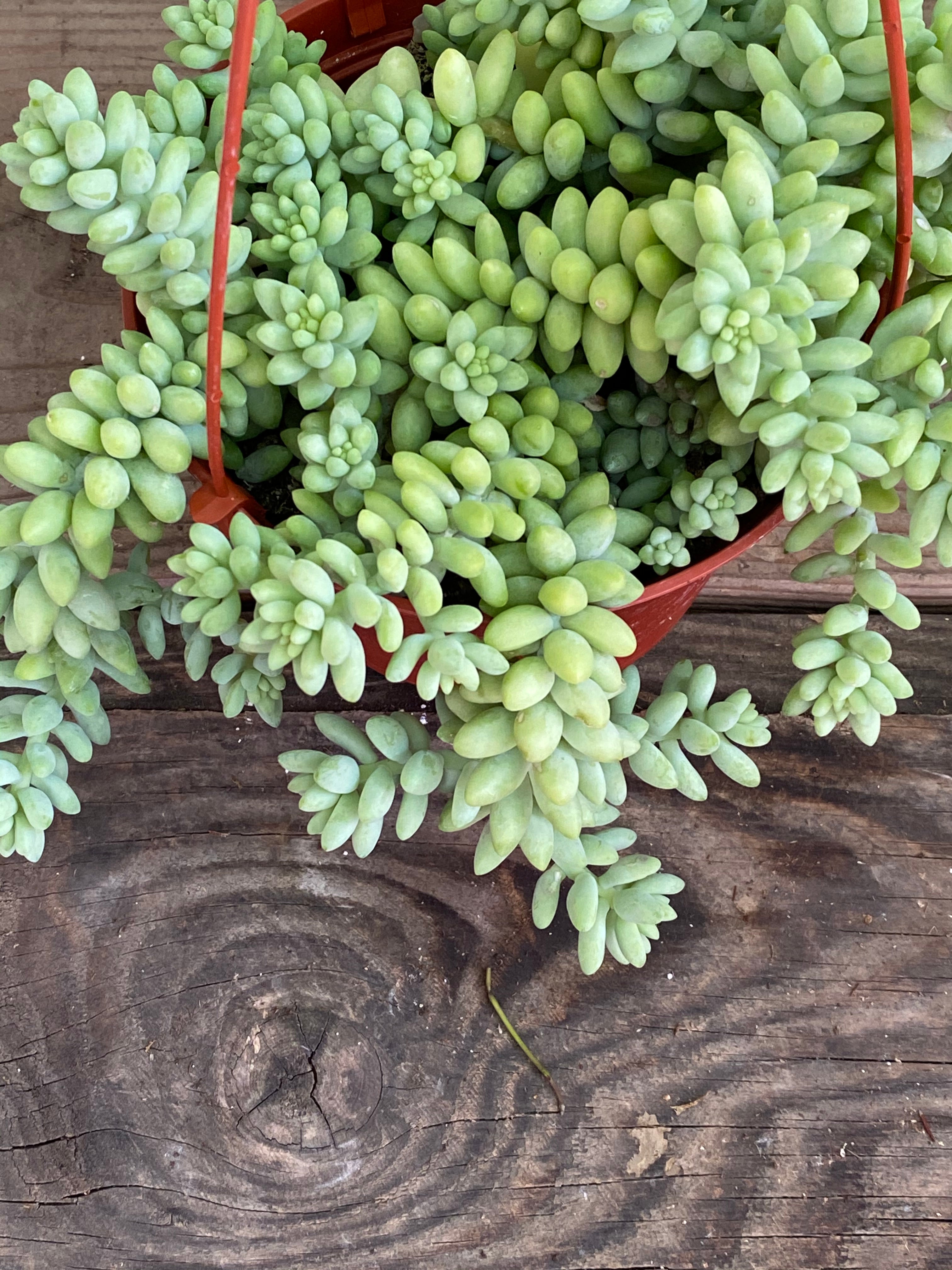 is donkey tail a succulent Sedum morganianum- Donkey's Tail Succulent
