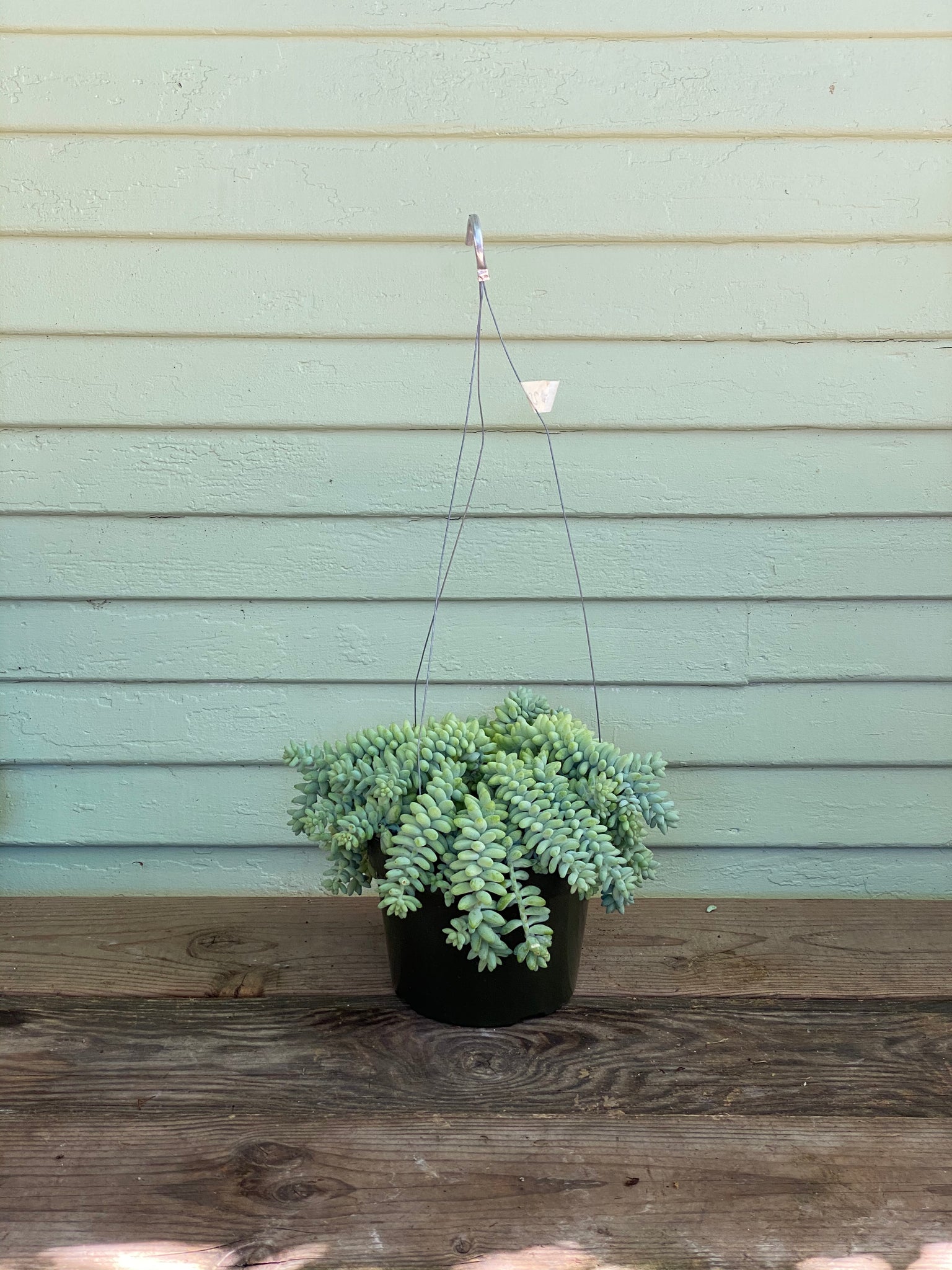 mule tail succulent Sedum morganianum- Donkey's Tail Succulent