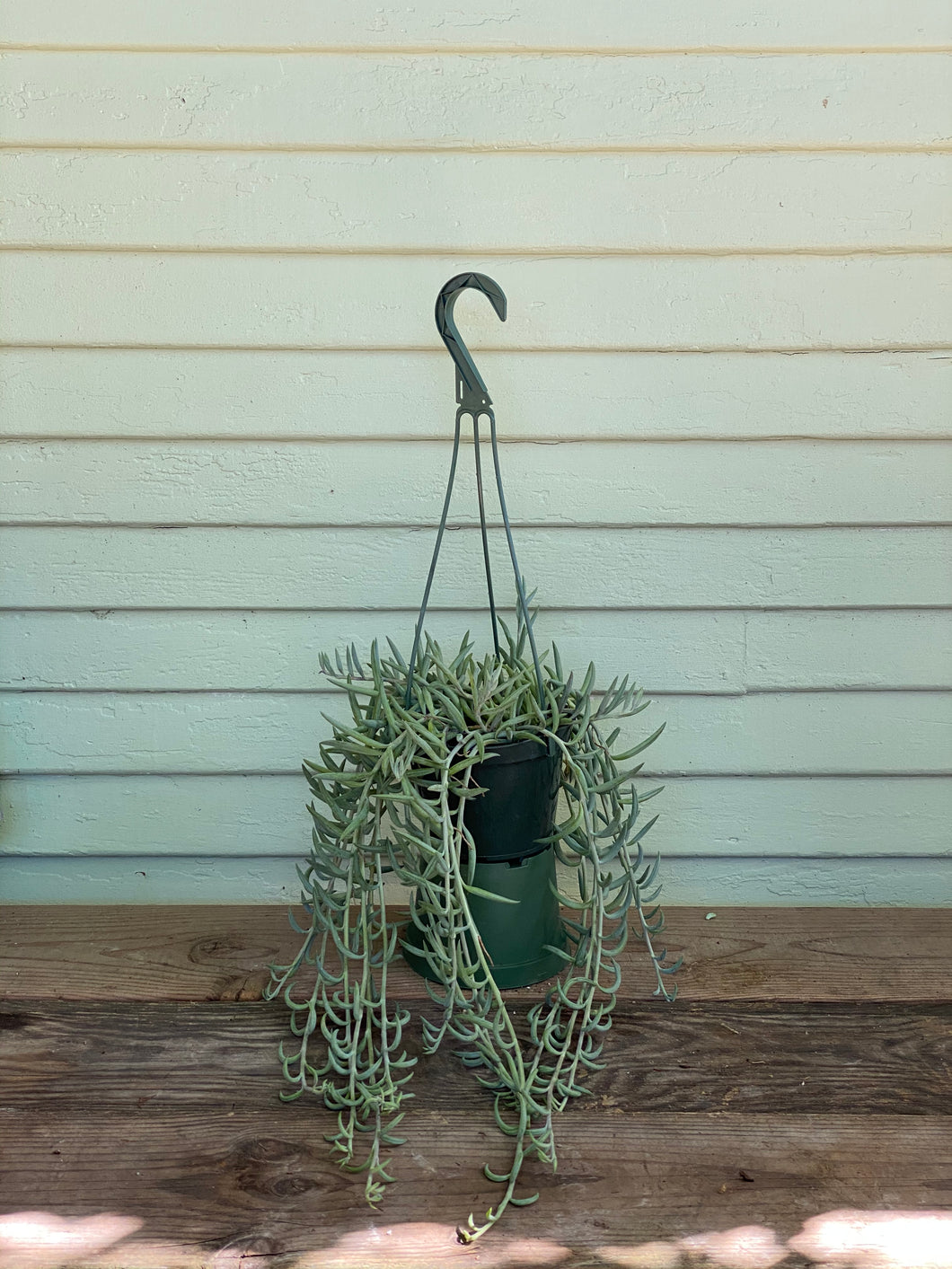 fish hook succulent plant Fish Hooks Succulent