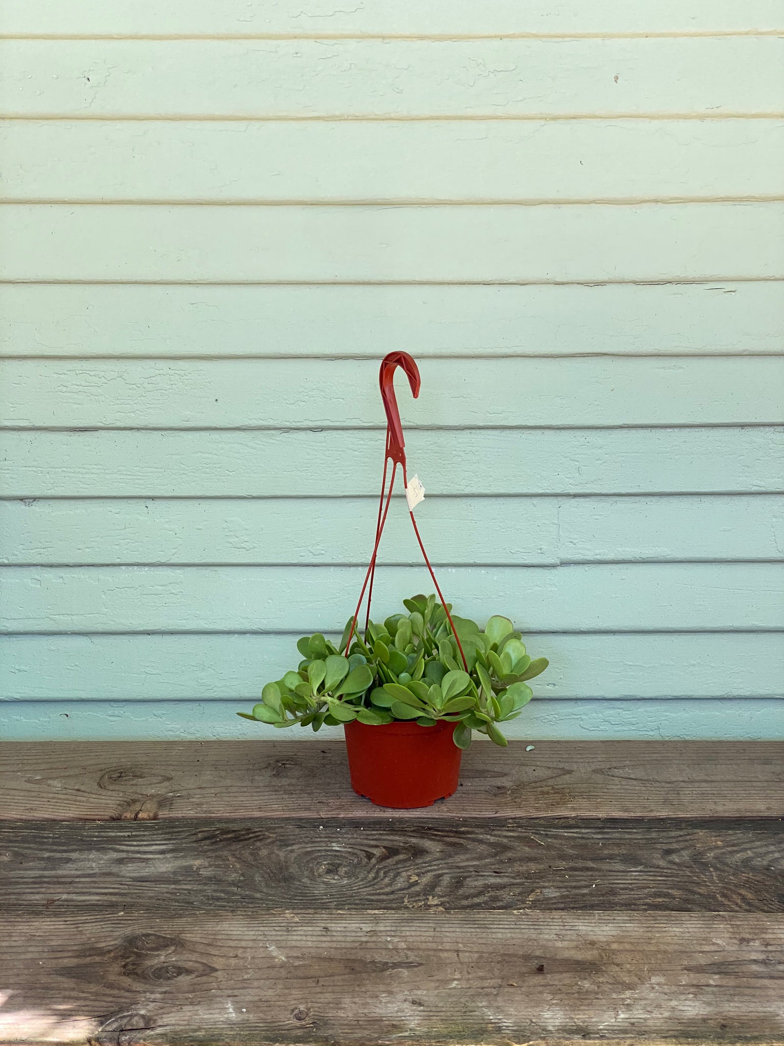 trailing jade plant buy Senecio jacobsenii - Trailing Jade