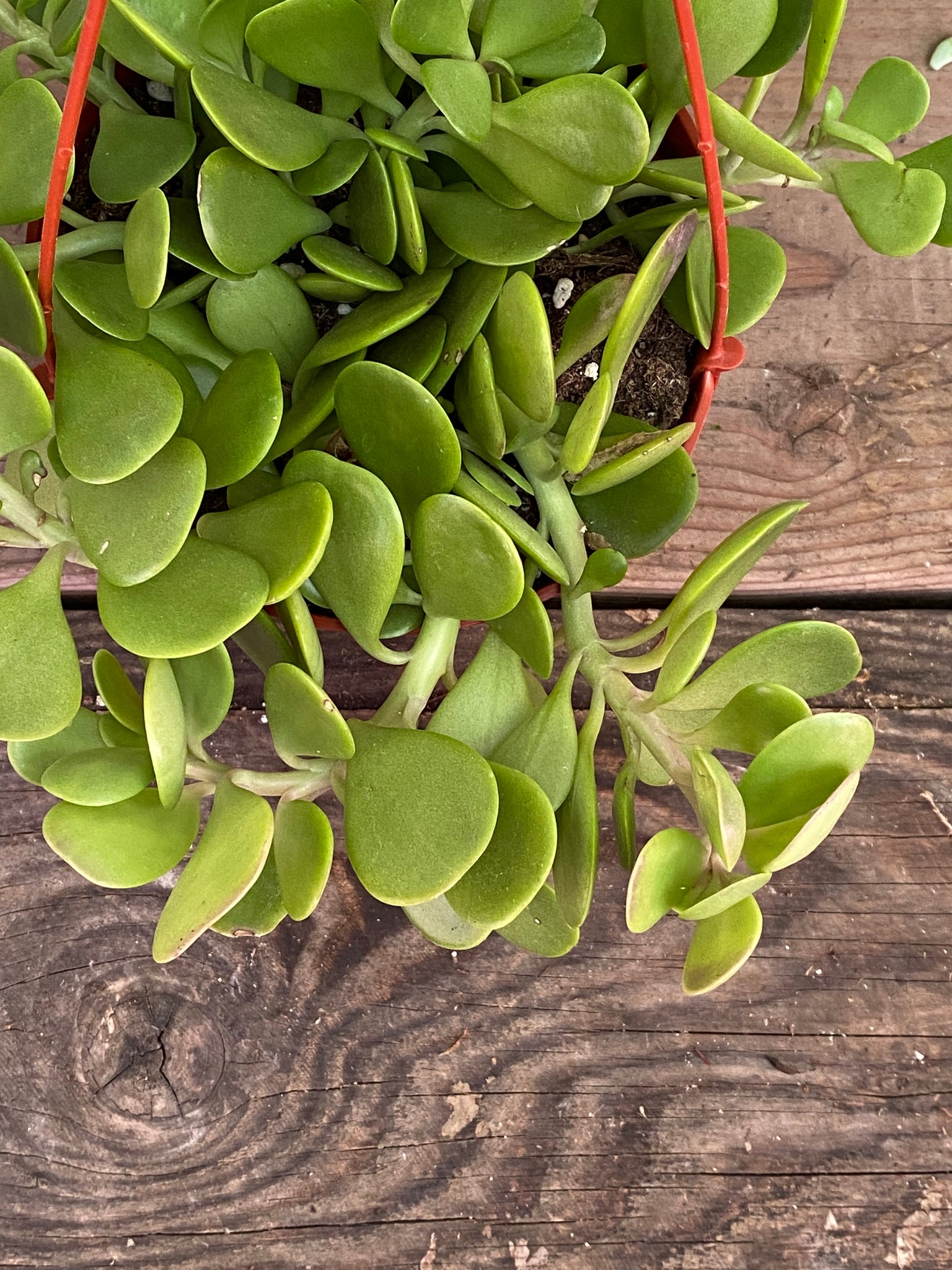 stake jade plant Senecio jacobsenii - Trailing Jade