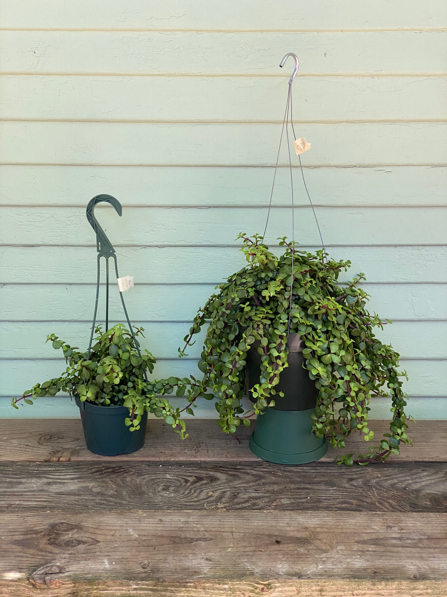 portulacaria afra minima lilliput care Portulacaria afra 'minima' - Trailing Elephant Bush
