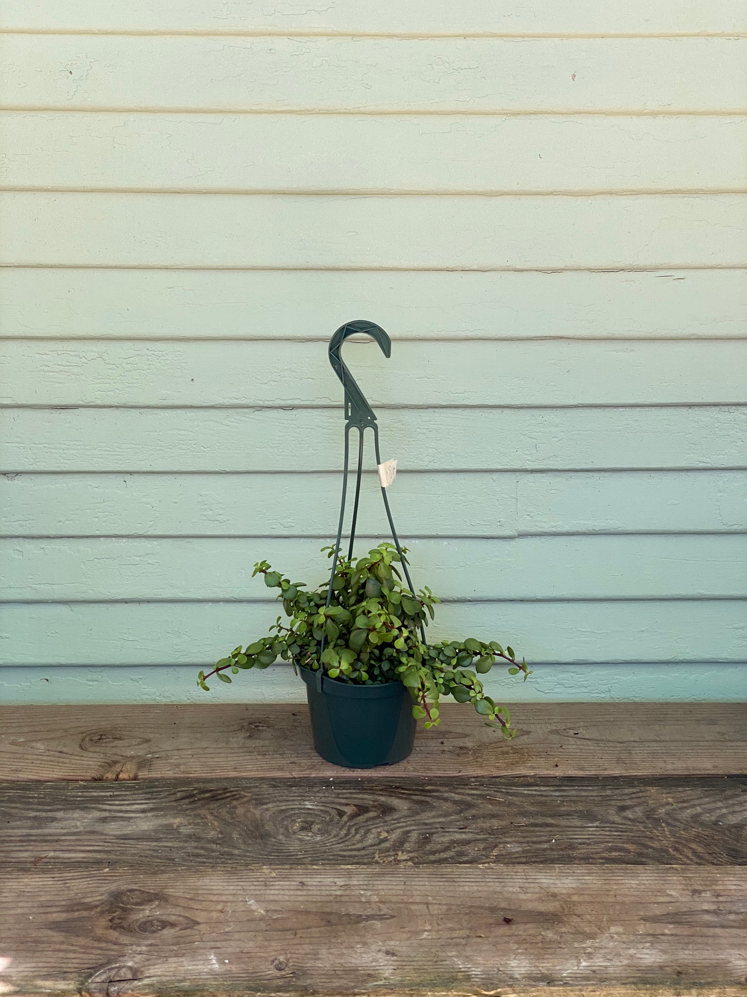 hanging elephant plant Portulacaria afra 'minima' - Trailing Elephant Bush