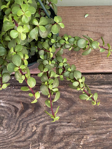 portulacaria afra minima Portulacaria afra 'minima' - Trailing Elephant Bush