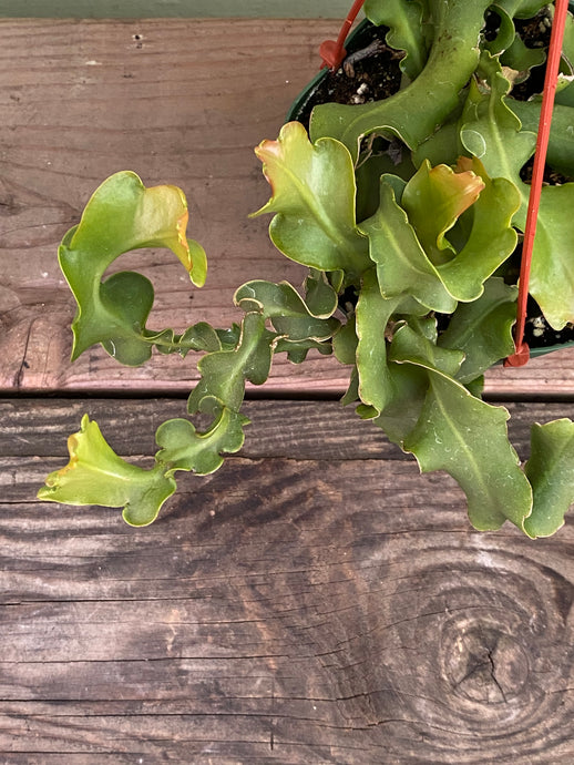 Orchid Cactus - Mickey Hargitay Plants