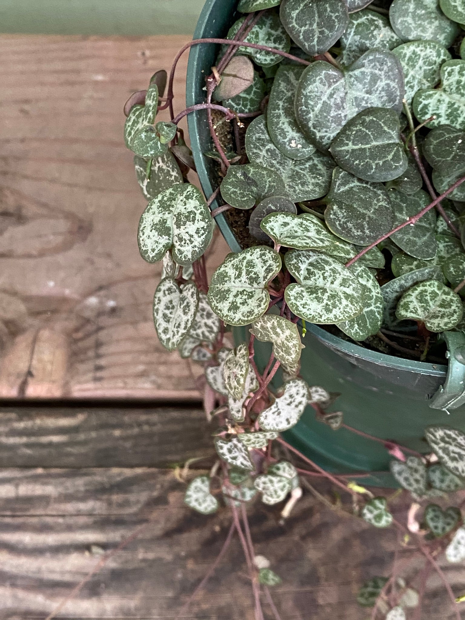 string of hearts house plant Ceropegia Woodii | String Of Hearts